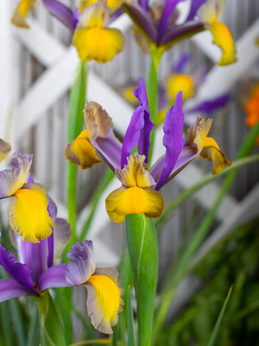 Hauptbild des Artikels "Holland-Iris Frans Hals"