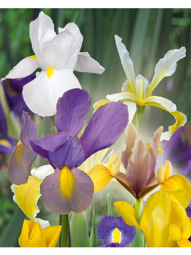 Blumenzwiebeln - Holland-Iris-Mischung