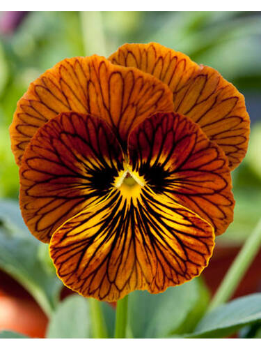 Hauptbild des Artikels "Hornveilchen Tiger Eye Red, F1"