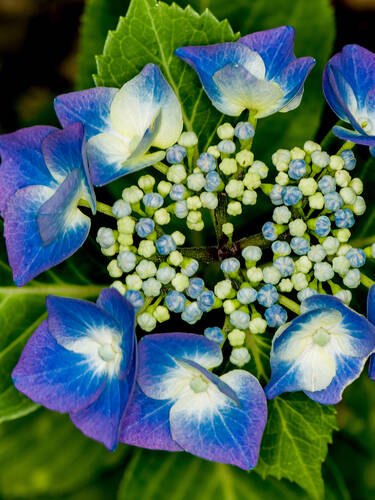 Ziergehölze - Hortensie Blueberry Cheesecake (Hydrangea serrata)