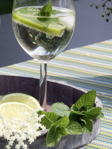 Hauptbild des Artikels "Hugo-Cocktail-Minze" aus der Kategorie "Kruterpflanzen"