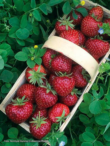 Erdbeerpflanzen - Hummi-Erdbeere Herzle (mittelfrh)