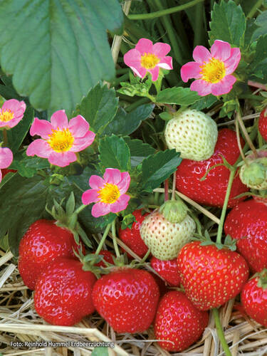 Erdbeerpflanzen - Hummi-Erdbeere Merosa