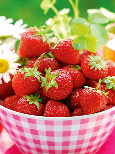 Erdbeerpflanzen - Hummi Erdbeere Neue Mieze