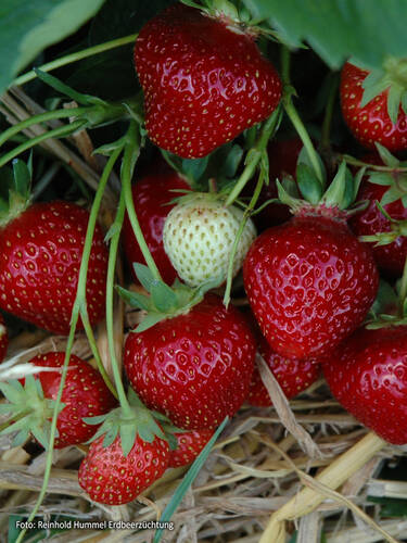 Erdbeerpflanzen - Hummi® Erdbeere Süsse Brumme