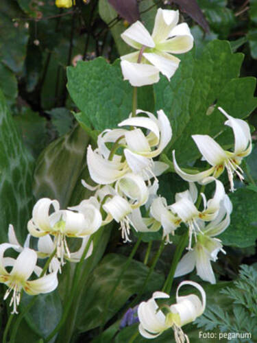 Blumenzwiebeln - Hundszahn White Beauty