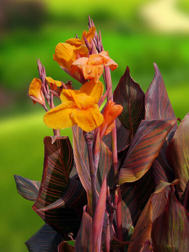 Hauptbild des Artikels "Indisches Blumenrohr Durban"
