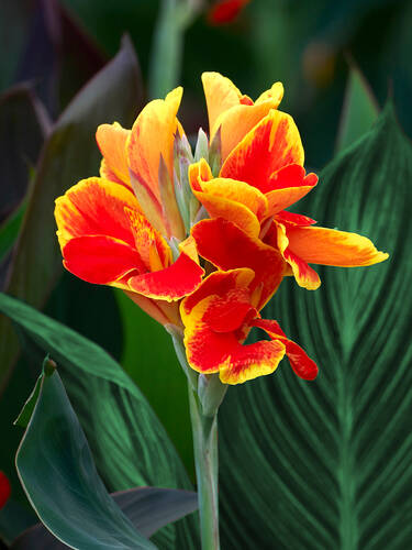 Hauptbild des Artikels "Indisches Blumenrohr Lucifer" aus der Kategorie "Blumenzwiebeln"