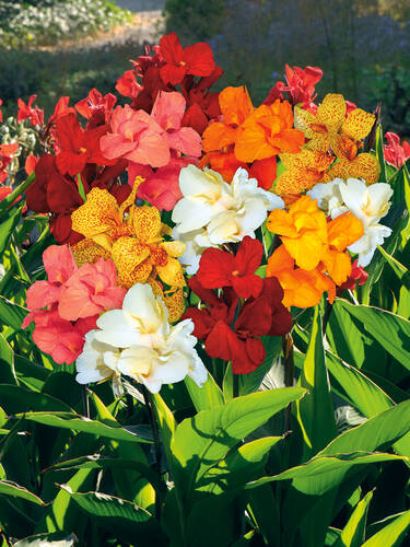 Hauptbild des Artikels "Indisches Blumenrohr Mischung" aus der Kategorie "Blumenzwiebeln"