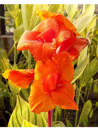 Hauptbild des Artikels "Indisches Blumenrohr Pretoria" aus der Kategorie "Blumenzwiebeln"