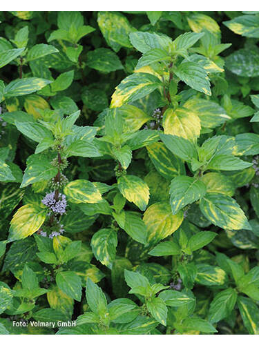 Hauptbild des Artikels "Ingwerminze Ginger" aus der Kategorie "Kruter Jungpflanzen"