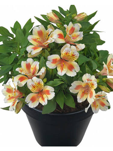 Hauptbild des Artikels "Inkalilie Inticancha Sunset" aus der Kategorie "Blumen Jungpflanzen"