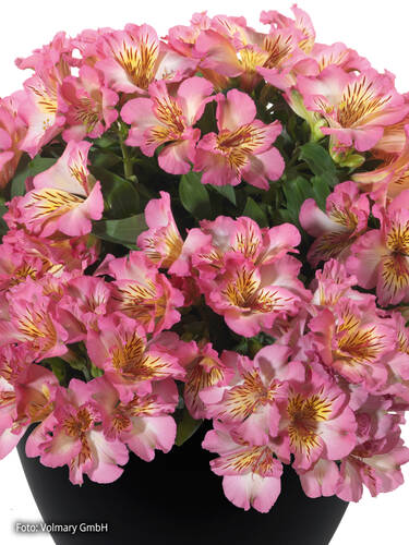 Hauptbild des Artikels "Inkalilie Inticancha Sunshine" (Bildbeschreibung ist in Arbeit)