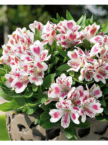 Hauptbild des Artikels "Inkalilie Inticancha White Pink Blush" aus der Kategorie "Blumen Jungpflanzen"