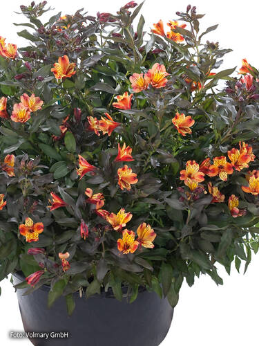 Hauptbild des Artikels "Inkalilie Summer Paradise Indian Summer" aus der Kategorie "Blumen Jungpflanzen"