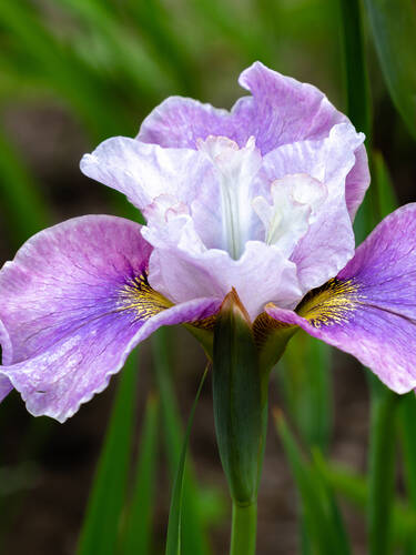 Hauptbild des Artikels "Iris Dance Ballerina Dance" aus der Kategorie "Blumenzwiebeln"