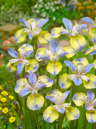 Hauptbild des Artikels "Iris Tipped in Blue"