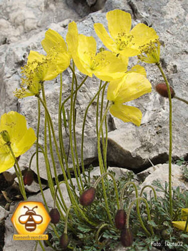 Hauptbild des Artikels "Island-Mohn Pacino" aus der Kategorie "Steingartenpflanzen"
