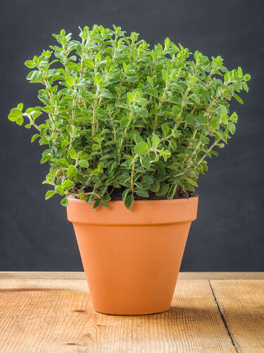 Hauptbild des Artikels "Italienischer Oregano" (Bildbeschreibung ist in Arbeit)