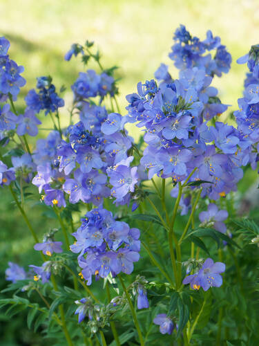 Hauptbild des Artikels "Jakobsleiter Heaven Scent" (Bildbeschreibung ist in Arbeit)