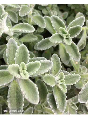 Hauptbild des Artikels "Jamaica-Thymian Malibu" aus der Kategorie "Kruter Jungpflanzen"