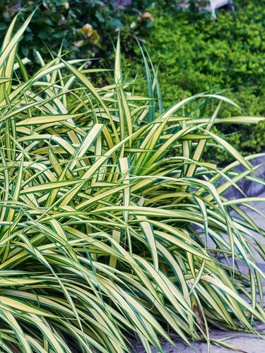 Hauptbild des Artikels "Japan-Gold-Segge Evergold" (Bildbeschreibung ist in Arbeit)