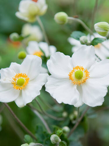 Hauptbild des Artikels "Japan-Herbstanemone Honorine Jobert" (Bildbeschreibung ist in Arbeit)
