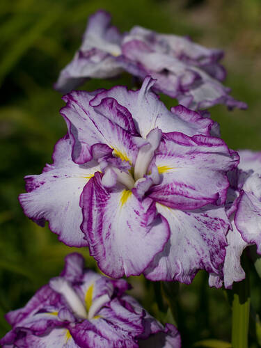 Japan-Iris Harlesquinesque