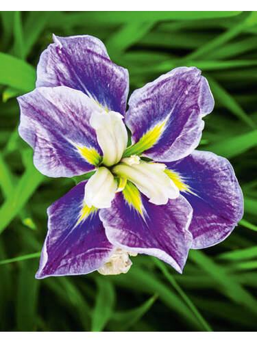 Blumenzwiebeln - Japanische Iris Gusto