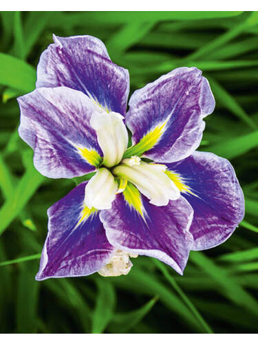 Hauptbild des Artikels "Japanische Iris Gusto" aus der Kategorie "Blumenzwiebeln"