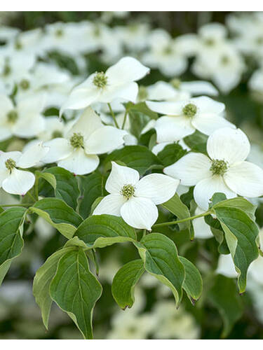 Ziergehlze - Japanischer Blumenhartriegel Bultink`s Giant Flowers