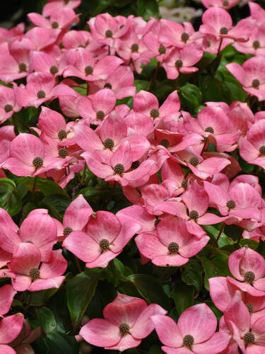 Ziergehlze - Japanischer Blumenhartriegel Satomi