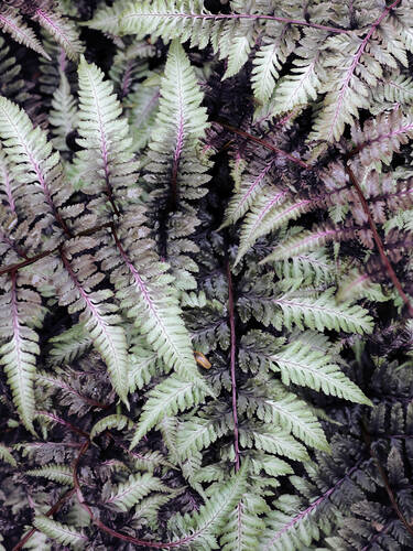 Pflanzen - Japanischer Schmuckfarn Ursulas Red