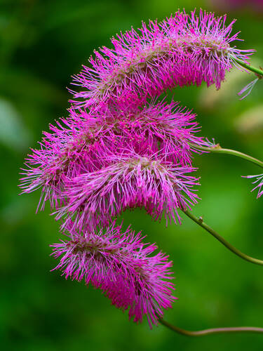 Japanischer Wiesenknopf