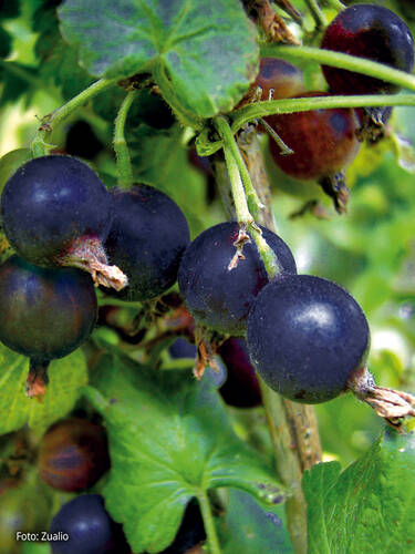 Hauptbild des Artikels "Jochelbeere/Jostabeere (Stamm)" aus der Kategorie "Obstgehlze"