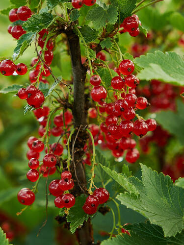 Johannisbeere Jonkheer van Obstgehölze | Johannisbeeren | (Säule) Tets