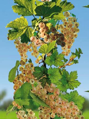 Hauptbild des Artikels "Johannisbeere Weier Versailler (Sule)"