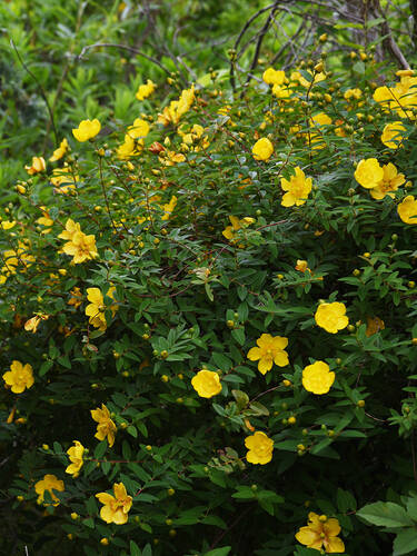 Hauptbild des Artikels "Johanniskraut Hidcote"