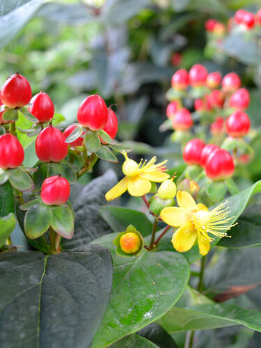 Hauptbild des Artikels "Johanniskraut Magical Red" aus der Kategorie "Ziergehlze"