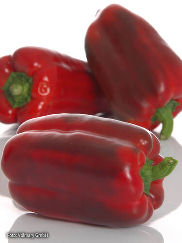 Hauptbild des Artikels "Jumbo-Paprika Torelus Red, F1 (Ombrone), veredelt"
