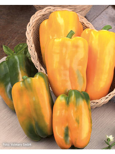 Hauptbild des Artikels "Jumbo-Paprika Torelus Yellow (Valdor), F1 (veredelt)" aus der Kategorie "Gemsejungpflanzen"