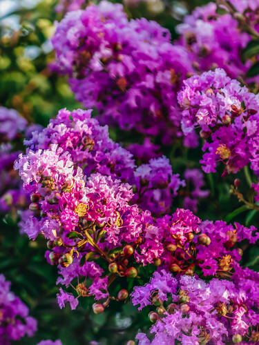 Ziergehölze - Königinblume Purple Magic (Lagerstroemia)