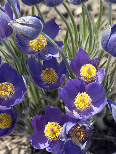 Kchenschelle Blau