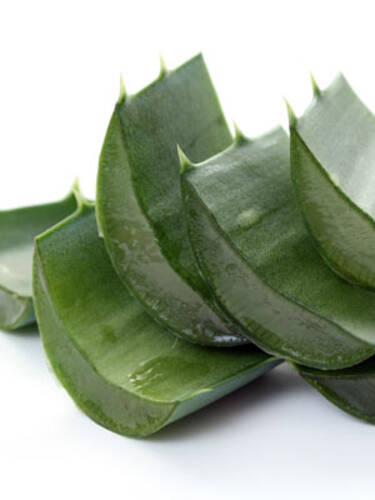 erstes zustzliches Bild des Artikels "Aloe Vera Sweet" aus der Kategorie "Kbelpflanze"