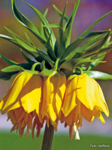Hauptbild des Artikels "Kaiserkrone Lutea maxima"