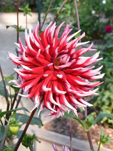 Hauptbild des Artikels "Kaktusdahlie Friquolet" aus der Kategorie "Blumenzwiebeln"