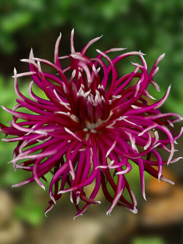 Hauptbild des Artikels "Kaktusdahlie Hollyhill Spider Woman" aus der Kategorie "Blumenzwiebeln"