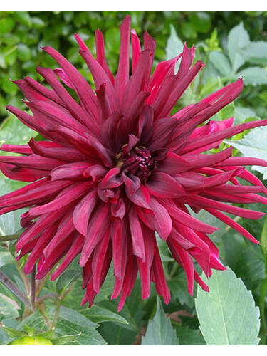 Hauptbild des Artikels "Kaktusdahlie Nuit d' Ete" aus der Kategorie "Blumenzwiebeln"