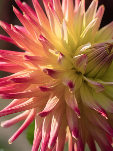 Hauptbild des Artikels "Kaktusdahlie Star Type Star Elite" aus der Kategorie "Blumenzwiebeln"