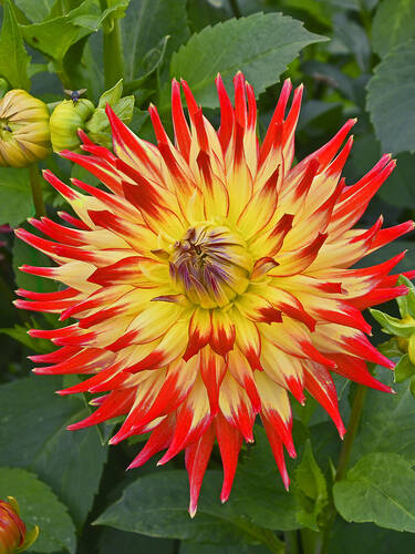 Hauptbild des Artikels "Kaktusdahlie Vuurvogel" aus der Kategorie "Blumenzwiebeln"